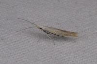 Coleophora