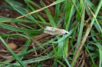 Eucosma