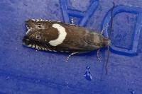 Grapholita orobana