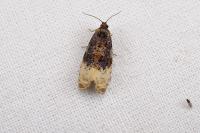 Hedya ochroleucana