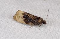 Hedya ochroleucana