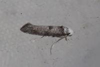 Paraswammerdamia albicapitella