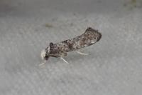 Paraswammerdamia albicapitella