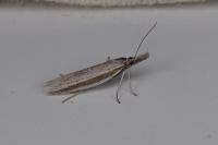 Pleurota ericella