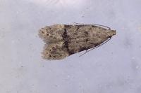Teleiodes vulgella