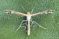 Stangeia siceliota
