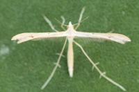 Stenoptilia grisescens