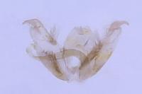 Stenoptilia grisescens