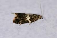 Olindia schumacherana