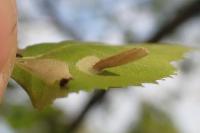 Coleophora serratella