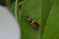 Dasycera oliviella