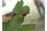 Parornix anglicella