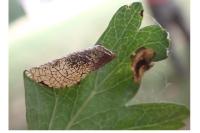 Parornix anglicella