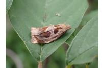 Archips crataegana