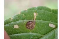 Bucculatrix frangutella