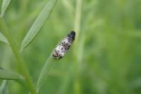 Hysterophora maculosana