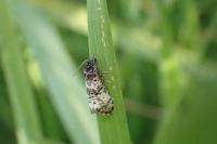 Hysterophora maculosana