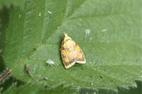 Acleris bergmanniana