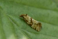 Aethes hartmanniana