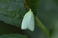 Tortrix viridana