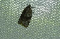 Syndemis musculana