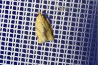 Clepsis consimilana