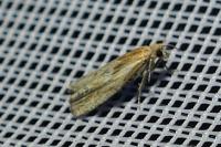 Eucosma gr. cana