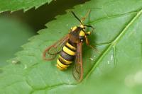 Sesia apiformis
