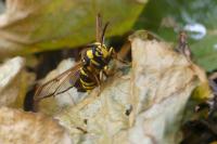 Sesia apiformis