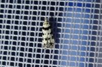 Pseudotelphusa scalella