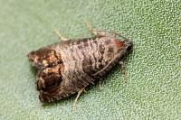 Cydia pomonella