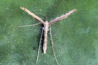 Agdistis tamaricis