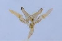 Oxyptilus distans