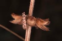 Pseudococcyx tessulatana