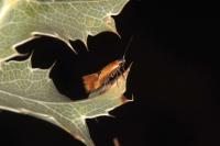 Batia
