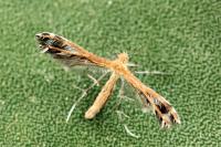 Stangeia siceliota