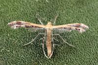 Stangeia siceliota