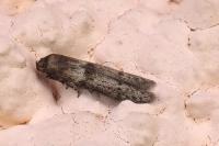 Blastobasis