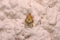 Clepsis consimilana