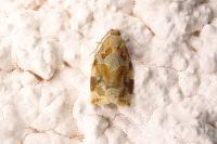 Archips xylosteana