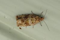 Celypha cespitana