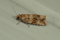 Celypha cespitana
