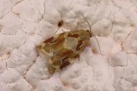 Archips xylosteana