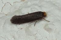 Cephimallota crassiflavella