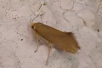 Crassa unitella