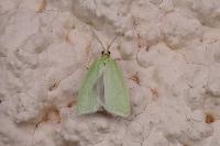 Tortrix viridana