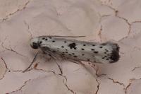 Yponomeuta plumbella