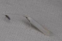 Coleophora
