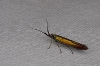 Coleophora