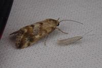 Coleophora